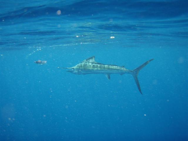 Underwater Saily Pic